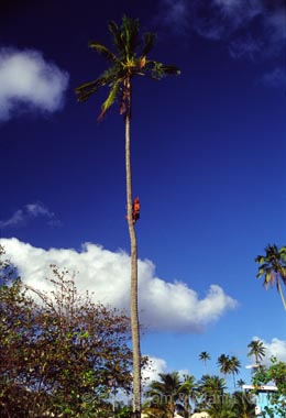 Cook Islands_292-76-24