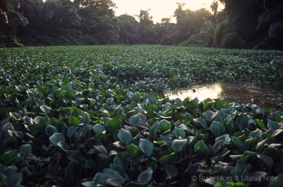 Costa Rica_399-05