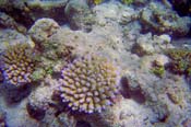 Fiji_378-01a