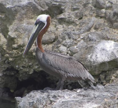 Curaçao_2005_DSC_6228